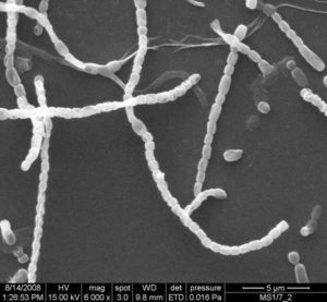 SEM image of sporophore structure of one isolate