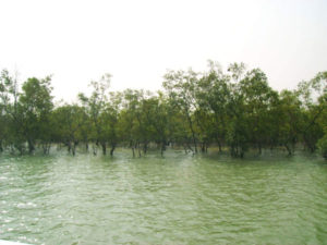 High tide in the Sundarbans