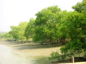 Low tide in the Sundarbans
