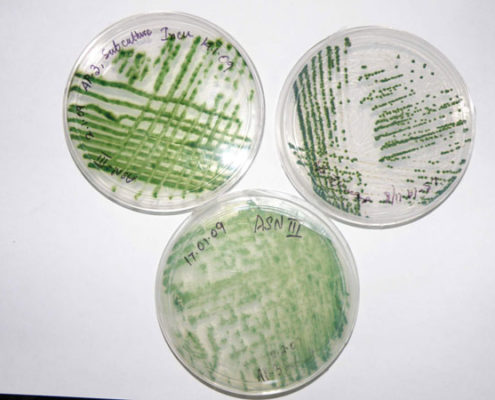 Cyanobacteria in solid culture