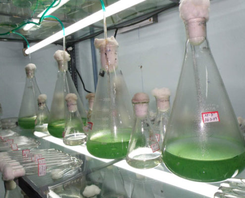 Cyanobacteria liquid culture